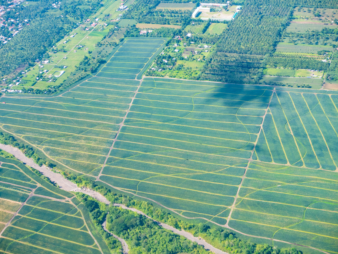 Metro Pacific, German firm building biogas plants for pineapple waste