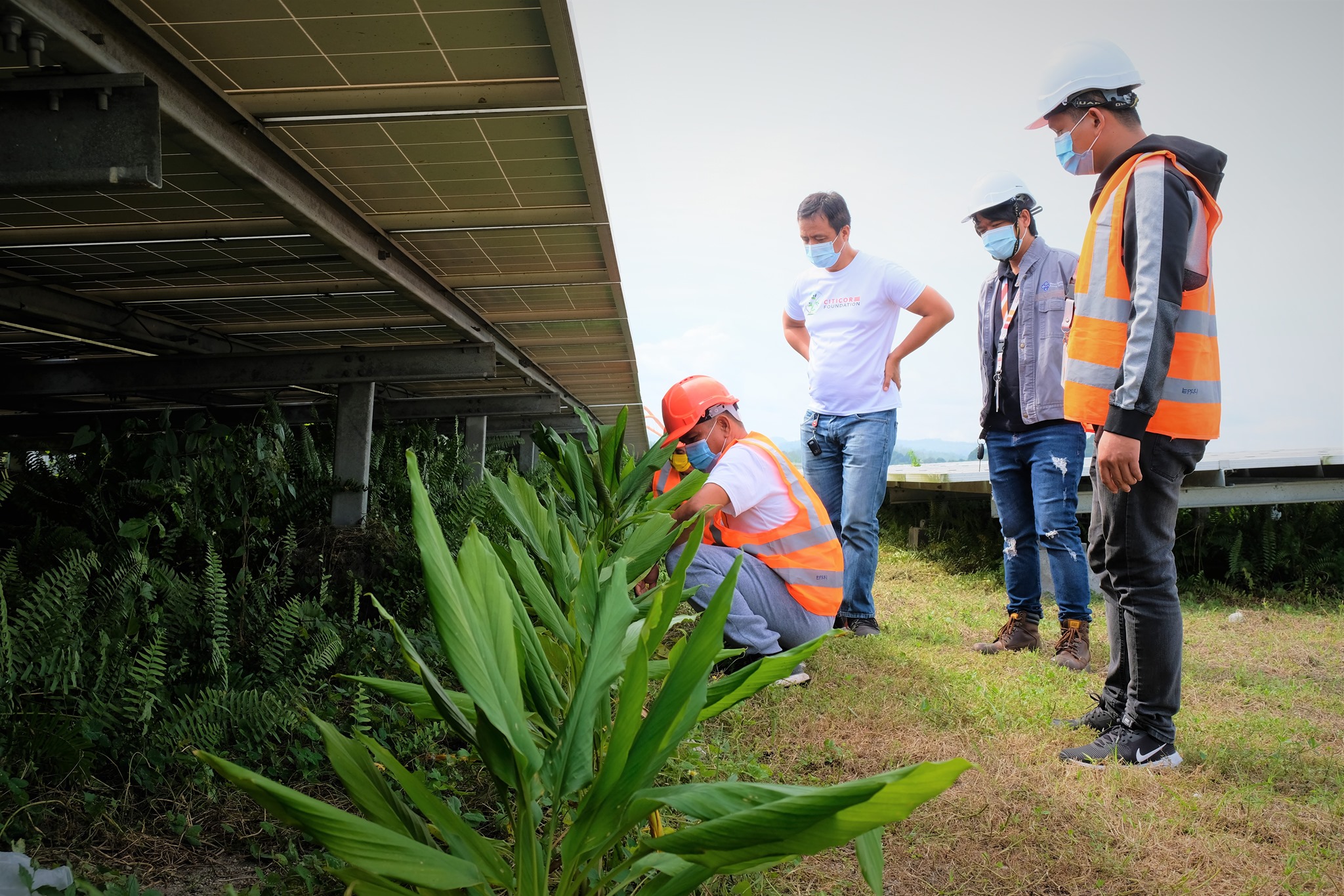 Citicore launches agro-solar project in Tarlac